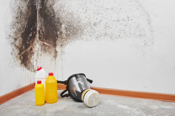 Best Professional Mold Removal  in Lyndhurst, VA