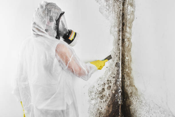 Crawl Space Mold Removal in Lyndhurst, VA