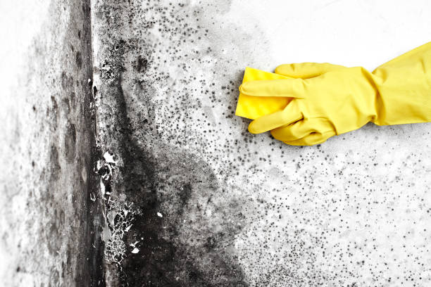 Best Fast Mold Removal  in Lyndhurst, VA