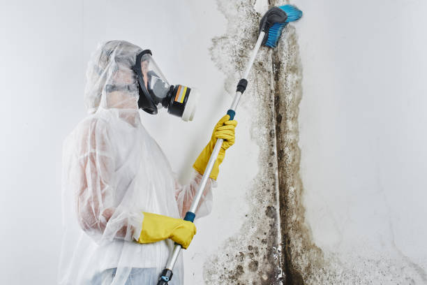 Mold Removal Process in Lyndhurst, VA