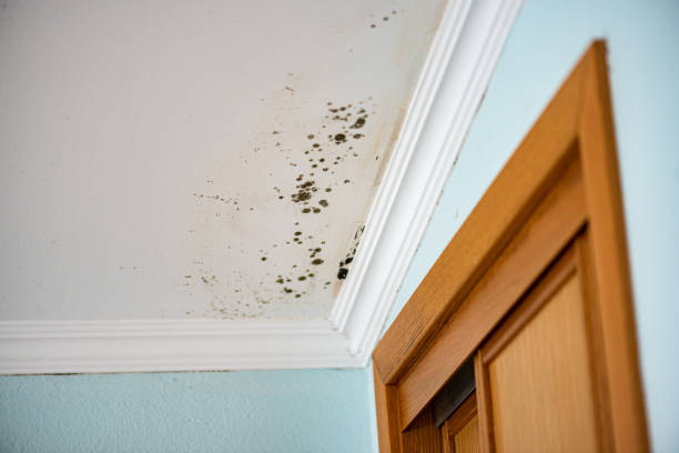 Crawl Space Mold Removal in Lyndhurst, VA