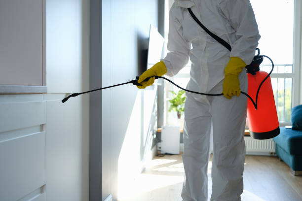 Best Attic Mold Removal  in Lyndhurst, VA
