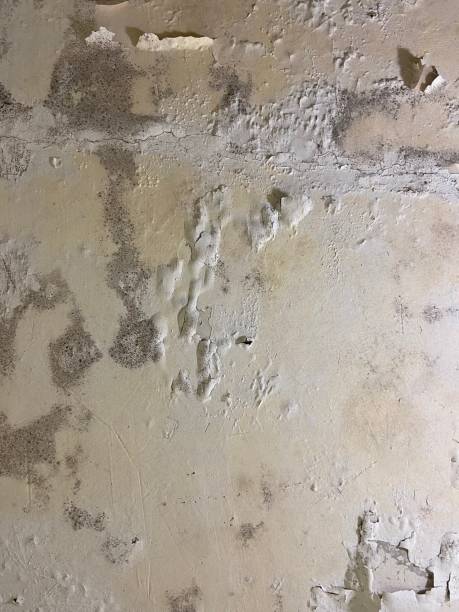 Best Home Mold Removal  in Lyndhurst, VA