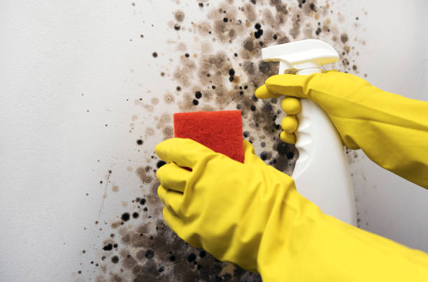 Best Mold Remediation  in Lyndhurst, VA