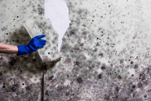 Best Mold Damage Repair  in Lyndhurst, VA