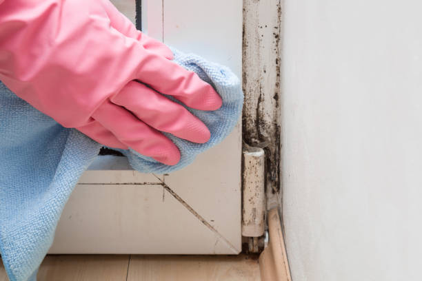 Best Toxic Mold Removal  in Lyndhurst, VA