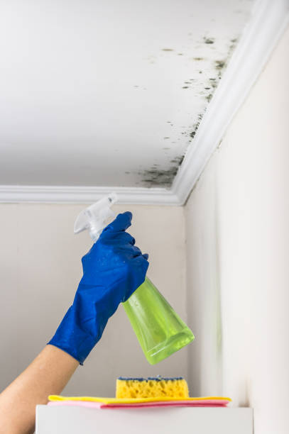 Best Mold Cleaning Services  in Lyndhurst, VA